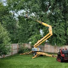 How Our Tree Care Process Works  in  Mckinleyville, CA